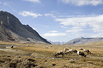 Bighorn Sheep (Ovis canadensis) rams grazing, Jasper National Park, Canada