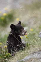 Black Bear (Ursus americanus) cub eating dandelions, western Alberta, Canada