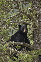 Black Bear (Ursus americanus) male in Douglas Fir (Pseudotsuga menziesii), western Alberta, Canada
