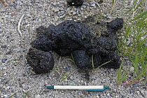 Black Bear (Ursus americanus) scat with pen for size comparison, North America