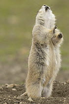 Black-tailed Prairie Dog (Cynomys ludovicianus) standing and barking, eastern Montana