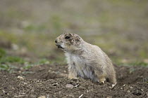 Black-tailed Prairie Dog (Cynomys ludovicianus) at burrow entrance with dirt on head, eastern Montana