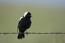 Bobolink (Dolichonyx oryzivorus) male singing on barbed wire fence, western Montana