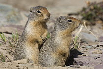 Columbian Ground Squirrel (Spermophilus columbianus) juveniles at burrow entrance, western Montana