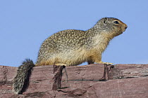 Columbian Ground Squirrel (Spermophilus columbianus), western Montana