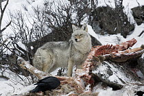 Coyote (Canis latrans) feeding on American Elk (Cervus elaphus nelsoni) carcass, western Montana