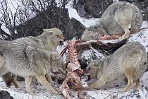 Coyote (Canis latrans) group feeding on American Elk (Cervus elaphus nelsoni) carcass, western Montana