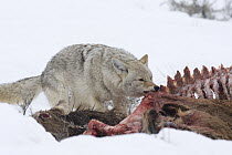 Coyote (Canis latrans) feeding on American Elk (Cervus elaphus nelsoni) carcass, western Montana