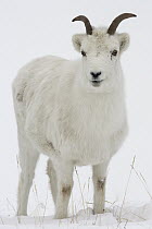 Dall's Sheep (Ovis dalli) ewe in winter, Yukon, canada