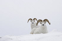 Dall's Sheep (Ovis dalli) rams, Yukon, Canada