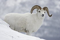 Dall's Sheep (Ovis dalli) ram, Yukon, Canada