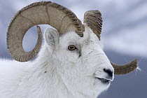 Dall's Sheep (Ovis dalli) ram, Yukon, Canada