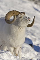 Dall's Sheep (Ovis dalli) ram flehming, Yukon, Canada