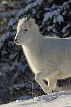 Dall's Sheep (Ovis dalli) lamb in snow, Yukon, Canada