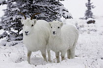 Dall's Sheep (Ovis dalli) ewe and lamb, Yukon, Canada