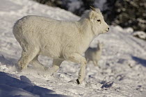 Dall's Sheep (Ovis dalli) lamb running, Yukon, Canada