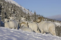 Dall's Sheep (Ovis dalli) ram, ewe and lambs in snow, Yukon, Canada