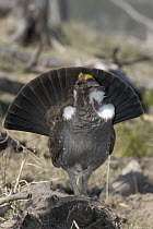 Blue Grouse (Dendragapus obscurus) male displaying for mate, western Montana