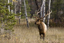 American Elk (Cervus elaphus nelsoni) bull at forest edge, western Montana