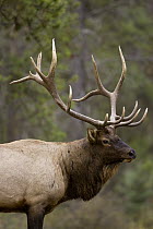 American Elk (Cervus elaphus nelsoni) bull, western Montana