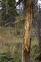American Elk (Cervus elaphus nelsoni) rubs from bull on spruce tree, western Montana