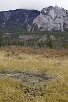 American Elk (Cervus elaphus nelsoni) wallow, western Alberta, Canada