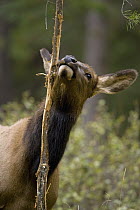 American Elk (Cervus elaphus nelsoni) calf rubbing mature bulls' rub, western Montana