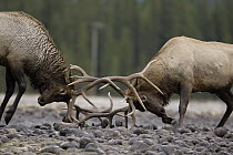 American Elk (Cervus elaphus nelsoni) bulls fighting, western Alberta, Canada