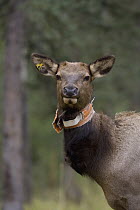American Elk (Cervus elaphus nelsoni) cow with radio-collar and ear tag, western Alberta, Canada