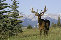 American Elk (Cervus elaphus nelsoni) bull in velvet with Canadian Rockies backdrop, western Alberta, Canada