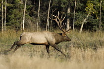 American Elk (Cervus elaphus nelsoni) bull running, western Montana