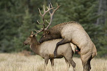 American Elk (Cervus elaphus nelsoni) bull and cow mating, western Alberta, Canada