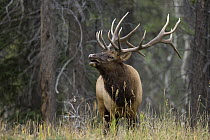 American Elk (Cervus elaphus nelsoni) bull flehming, western Montana