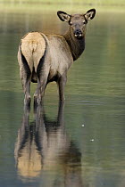 American Elk (Cervus elaphus nelsoni) calf standing in water, western Montana