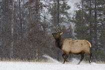 American Elk (Cervus elaphus nelsoni) bull kicking snow, western Montana