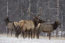 American Elk (Cervus elaphus nelsoni) bull and cows in winter, western Montana