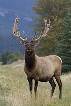 American Elk (Cervus elaphus nelsoni) bull in velvet, western Alberta, Canada