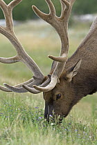American Elk (Cervus elaphus nelsoni) bull in velvet grazing on grass, western Alberta, Canada