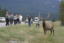 American Elk (Cervus elaphus nelsoni) bull and tourists along road, Jasper National Park, Alberta, Canada