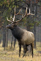 American Elk (Cervus elaphus nelsoni) bull, western Montana