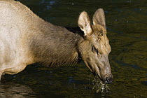 American Elk (Cervus elaphus nelsoni) cow feeding on pond vegetation, western Montana