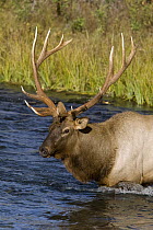 American Elk (Cervus elaphus nelsoni) bull crossing river, North America