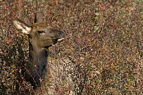 American Elk (Cervus elaphus nelsoni) calf feeding on berries, western Montana