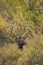 American Elk (Cervus elaphus nelsoni) bull amid bushes, western Montana