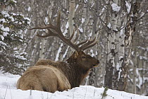 American Elk (Cervus elaphus nelsoni) bull resting in snow, western Montana