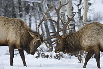 American Elk (Cervus elaphus nelsoni) bulls sparring in winter, western Montana