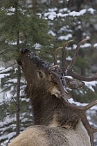 American Elk (Cervus elaphus nelsoni) bull feeding on Douglas Fir (Pseudotsuga menziesii), western Montana