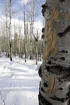 American Elk (Cervus elaphus nelsoni) chew marks on bark of Quaking Aspen (Populus tremuloides), western Montana