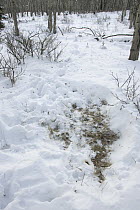 American Elk (Cervus elaphus nelsoni) bed in snow, western Montana