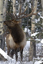 American Elk (Cervus elaphus nelsoni) bull eating Quaking Aspen (Populus tremuloides) bark in winter, western Montana